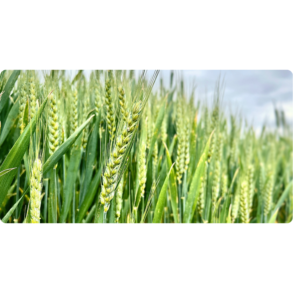 Green Wheat stalks.