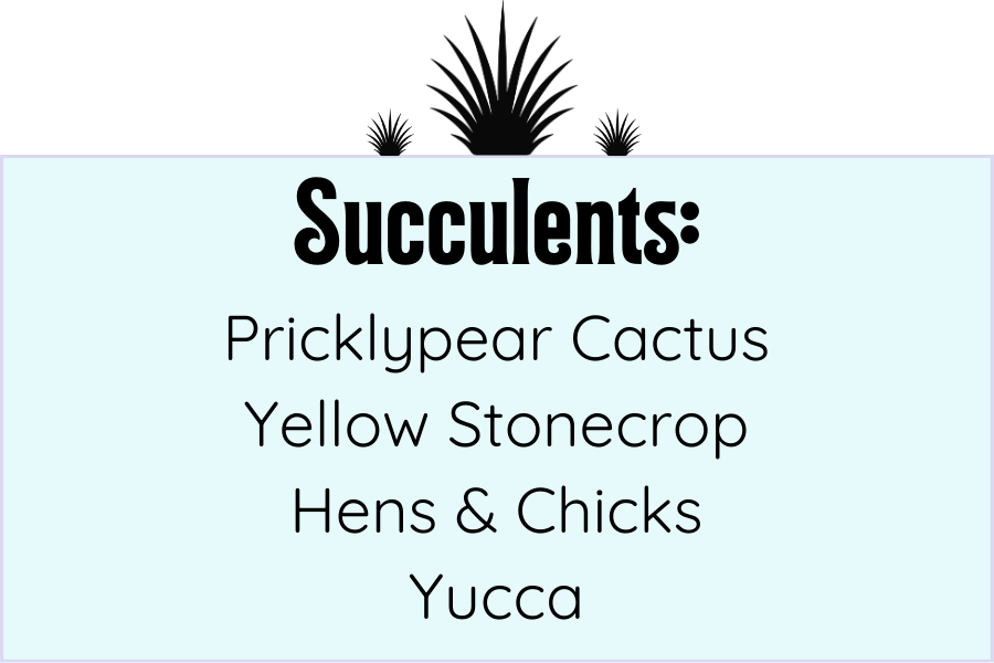Succulent Plants List