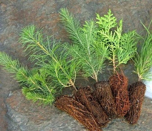 8 Cu. In. Tree Plugs Photo