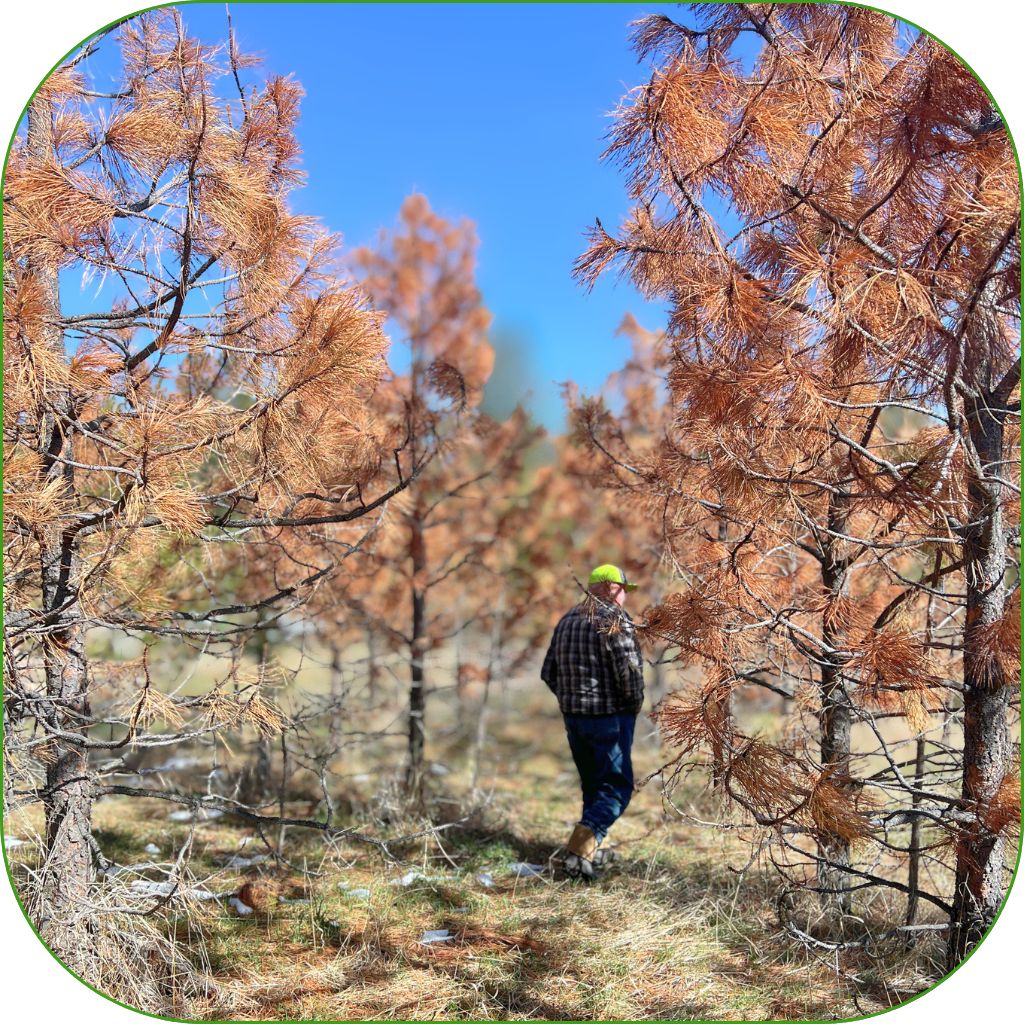 A forest of dead pine trees killed by bark beetles.