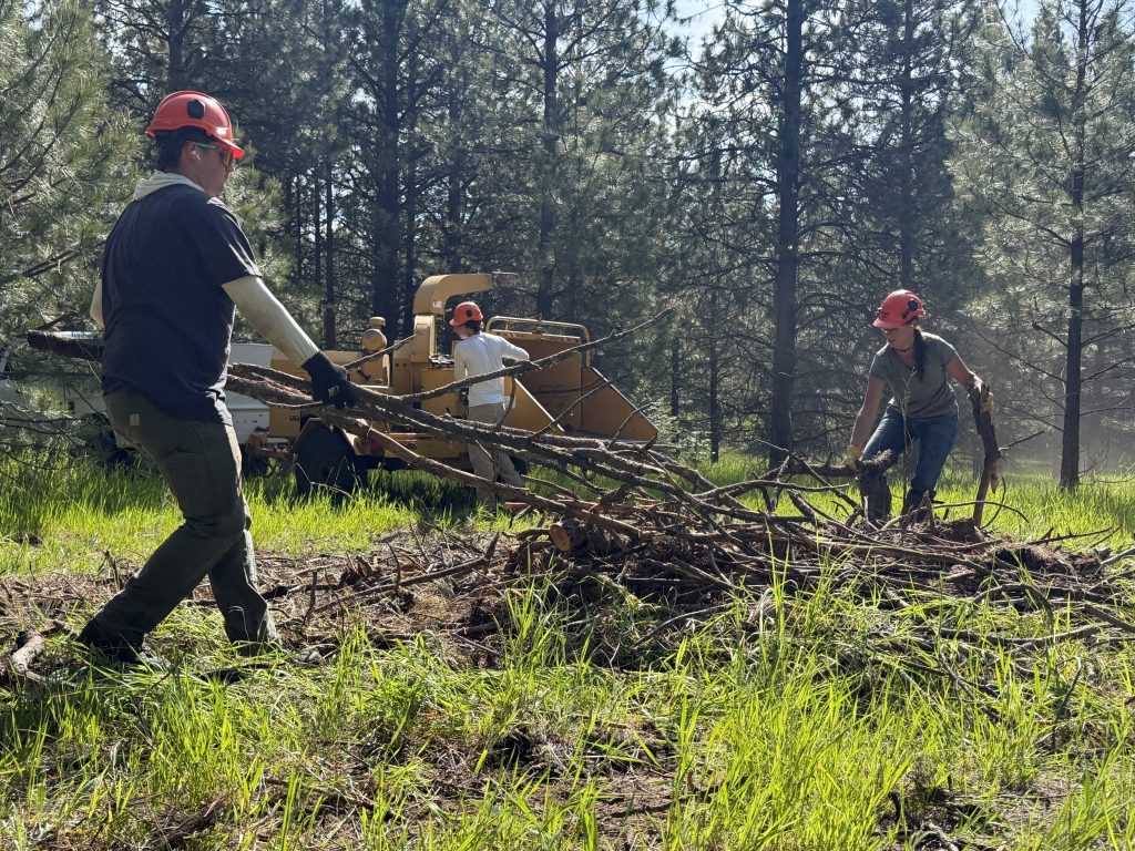 ACCD Crew member loading slash from a fuel-reduction into a wood chipper.